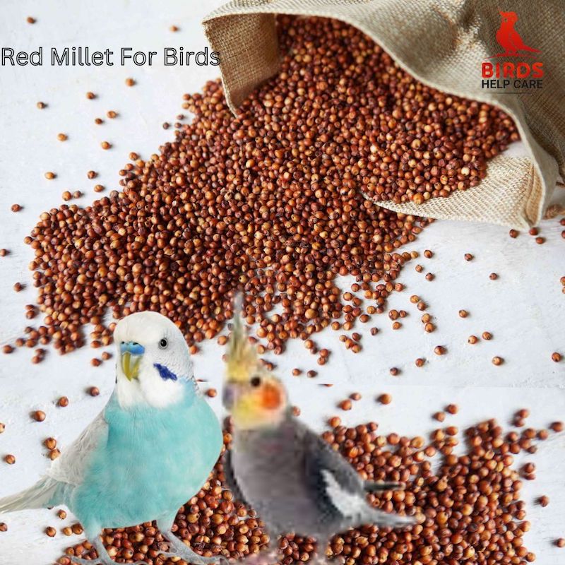 Picture of Red Millet For Birds -500g