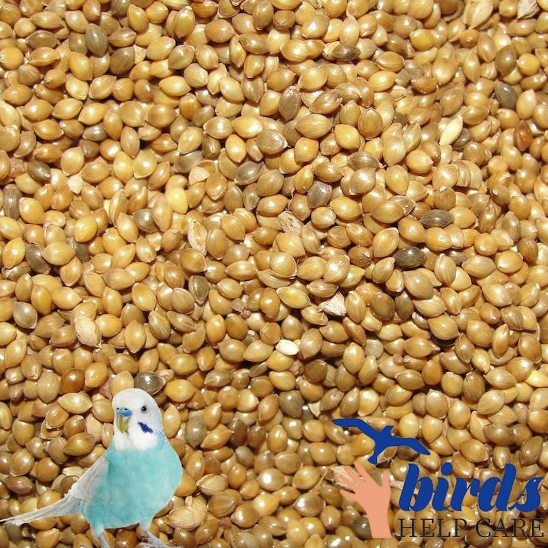 Picture of Cina Seed For Bird-1kg
