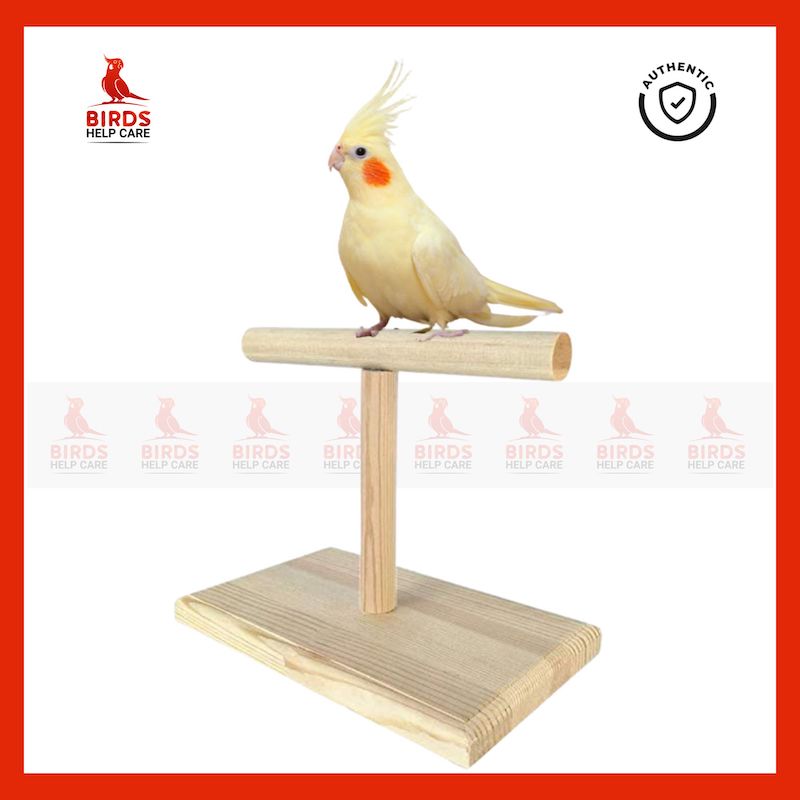 Picture of Lovebird, Budgerigar, Budgeri, Finch, Java, Canary and similar size birds