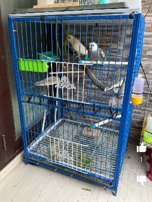 Picture of 4 Floor Nut System Folding Cage Made by 13no Wire size 24/24/18 inchi  Cash On Delivery Available