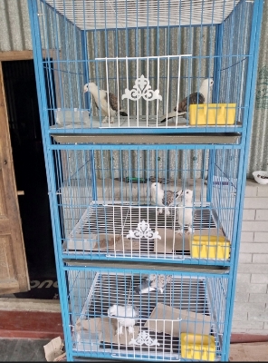 Picture of Nut System Folding Pigeon Cage – Durable 13no. Wire with Plastic Coating, China Model, Spacious 24"×18"×14" Size | Easy Assembly & Storage | Bird & Pet Supplies (2025)