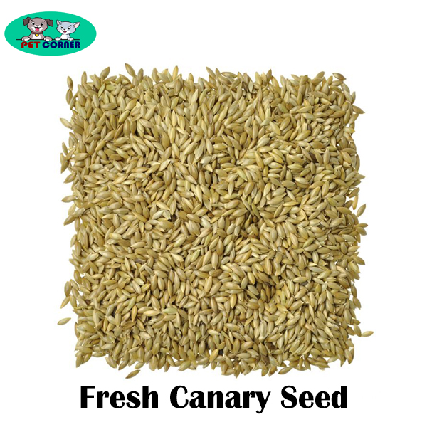 Picture of Natural Fresh Canary Seed for Bird 250gm