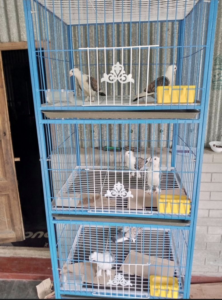 Picture of Nut System Folding Pigeon Cage – Durable 13no. Wire with Plastic Coating, China Model, Spacious 24"×18"×14" Size | Easy Assembly & Storage | Bird & Pet Supplies (2025)