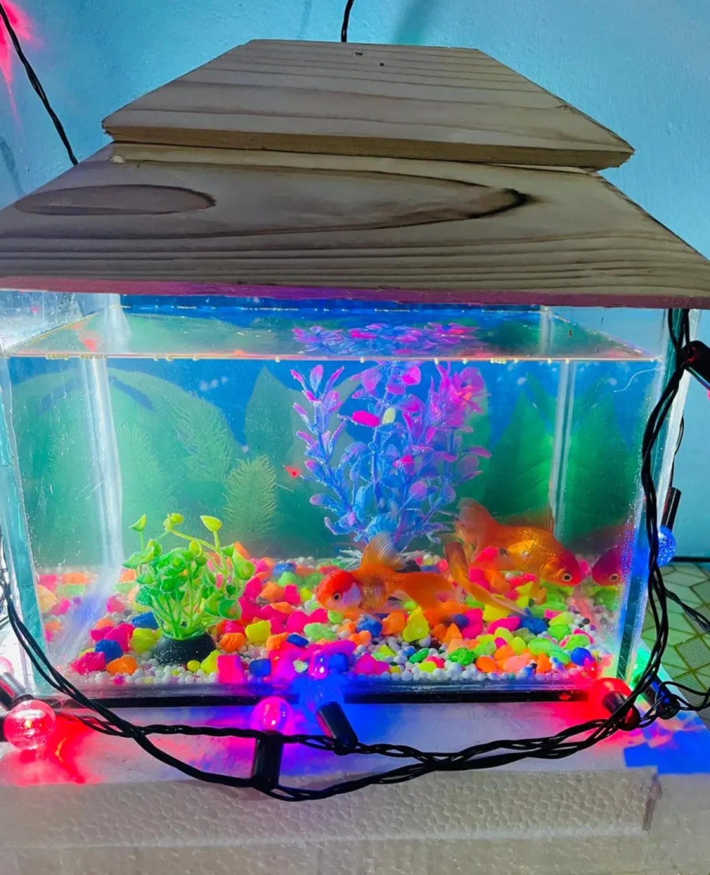 Picture of Glass Made Deshi Aquarium For Fish With All Accessories You Don't Have To Buy Anything (Big Size 18x9x10 Inches)