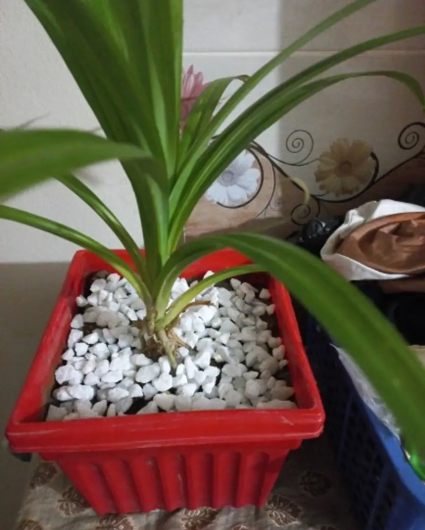 Picture of Aquarium or Garden Flower Top White Stone For Decoration