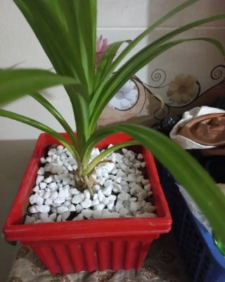 Picture of Aquarium or Garden Flower Top White Stone For Decoration