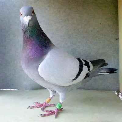 Picture of 5 pcs 10mm Tag (ট্যাগ) Beauty Homa / Racer/ Lahore Siraji Pigeon Foot Ring for 2024 Racing Pigeon Rings Pigeon Leg Bands Multicolor
