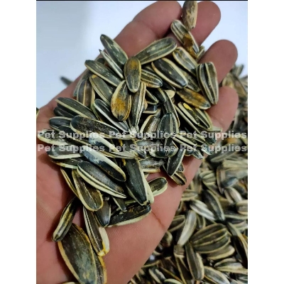 Picture of Sunflower Seeds For Bird Large-250g