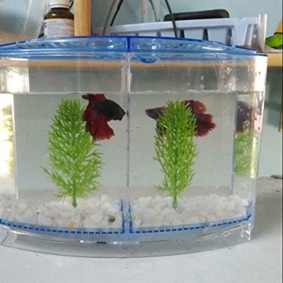 Picture of Acrylic Small Mini Fish Betta Double House Fish Breeding Box Tank Hatchery Incubator Aquarium Isolation Box for Baby Shrimp Guppy Aquarium Tank  (1 L)