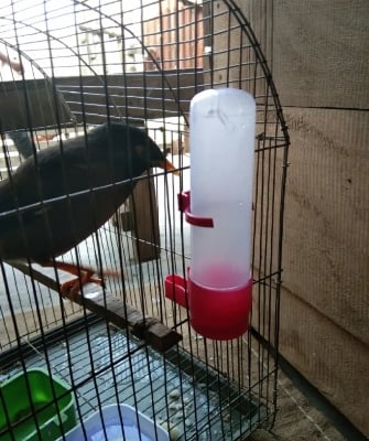 Picture of 5pcs 140ml Bird water pot Pet Drinker Feeder Waterer Clip for Aviary Budgie Cockatiel Lovebird farming equipment