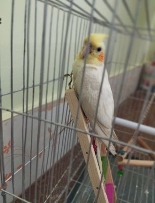 Picture of Wooden Bird ladder fun cage toy for bird training  1pcs