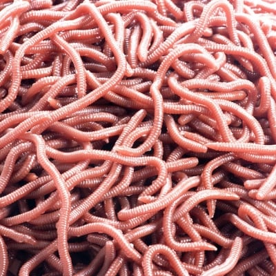 Picture of 50 piece Lifelike Fishy Smell Red Soft Lures Simulation Earthworm Red Worms Artificial Fishing Lures 50 pc per bag