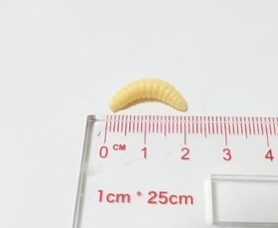 Picture of Grape Bug Maggot Worm Native 50pcs Set Creamy Color Glow in the Dark Clear Black Bass Trout Chin Yamame Area Management Fishing Rivers Stream Black Bass Fishing Bass Fishing Lake Dam Bluegill Carp