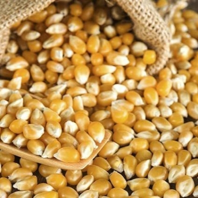 Picture of Popcorn (Bhutta)- 500 gm