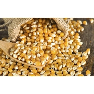 Picture of Popcorn (Bhutta)-1 Kg