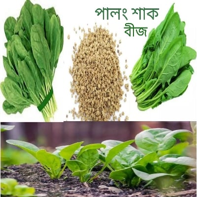 Picture of পালং শাক (Palong Sak) এর বিজ হাইব্রিড বারমসি জাতের ২০ গ্রাম বা ৩০০০+ বীজ
