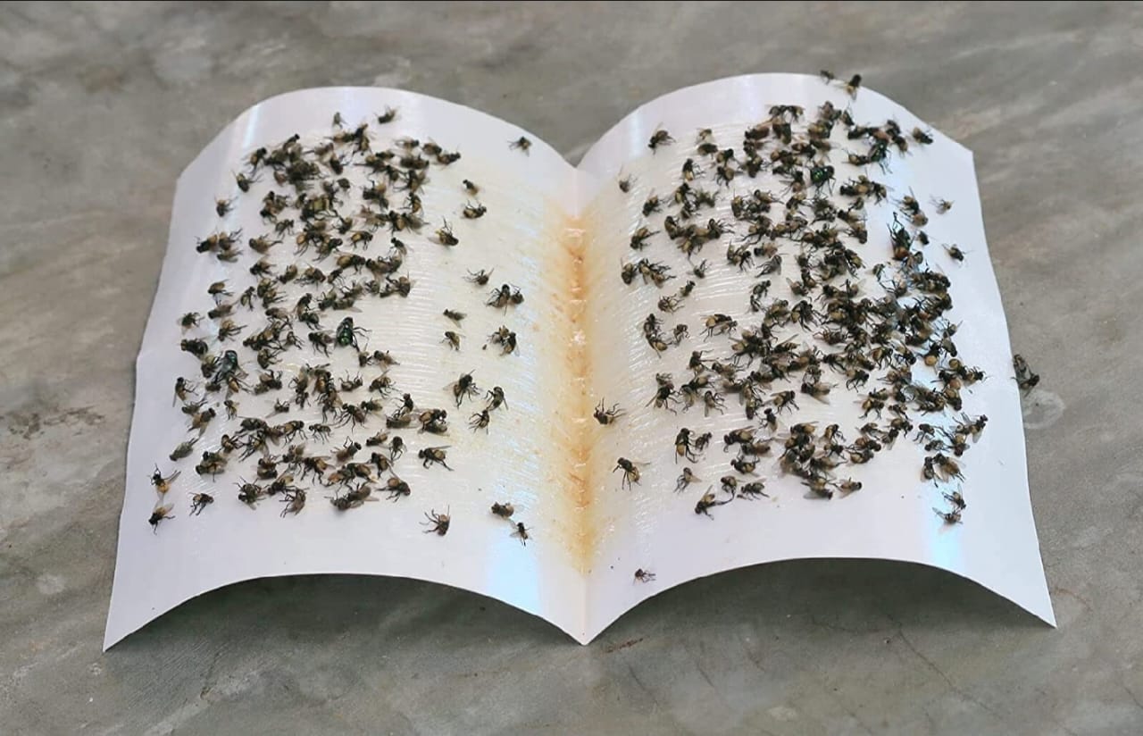 Picture of Fly Trap for Home Fly 3 Pcs