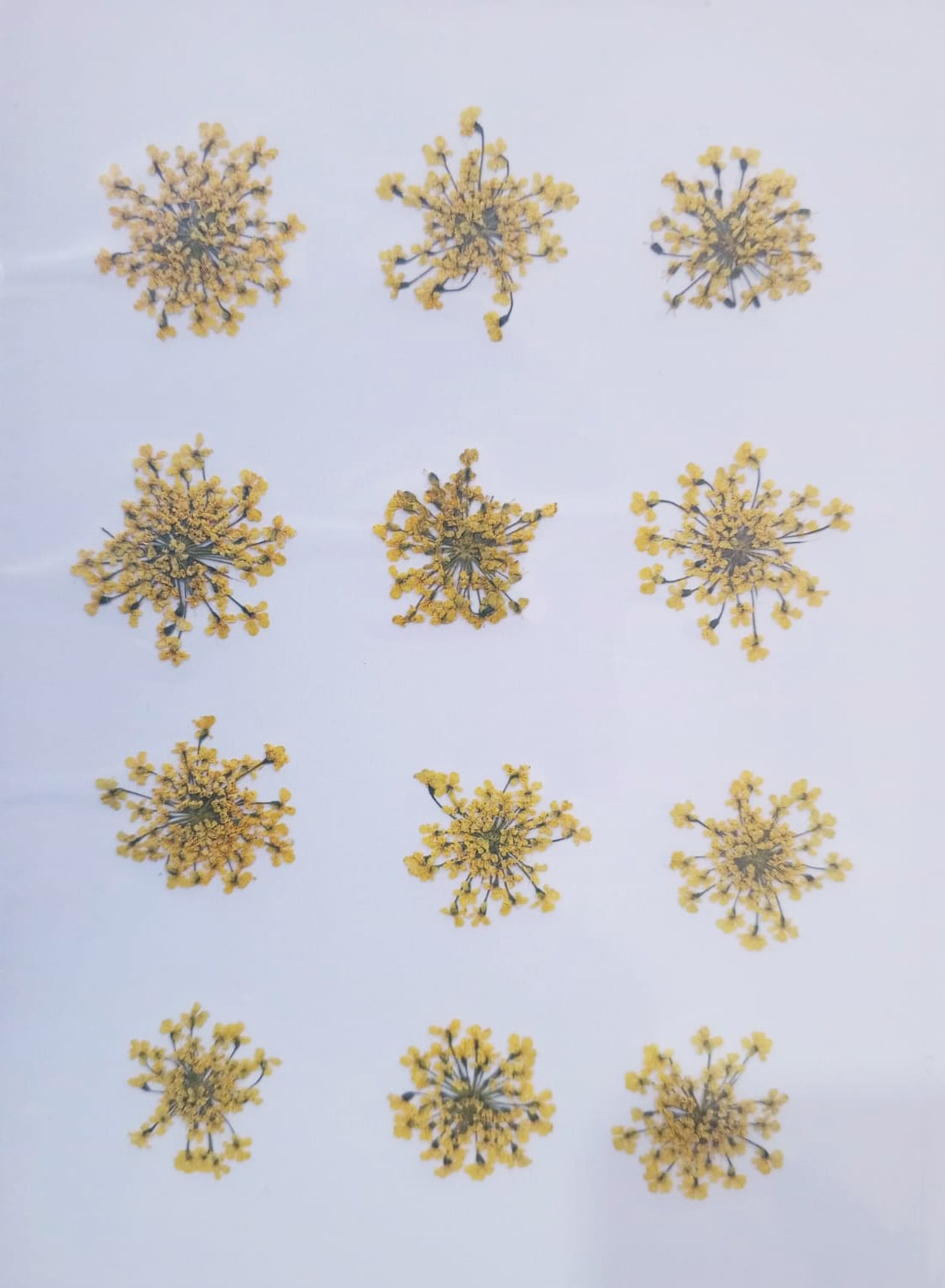 Picture of Majus Flower | Wedding Accessories Party Lace Dried Press Flower Red
