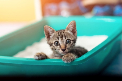 Picture of Cat Litter Box With Scop Small Size