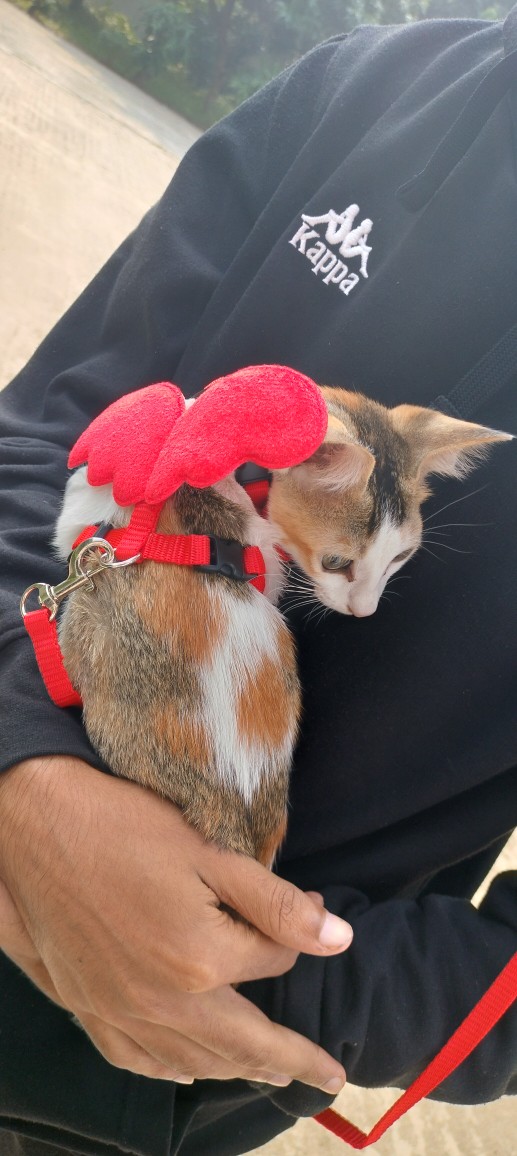 Picture of Little Angel Traction Rope Chest Strap Dog Cat Puppy Traction Ropes Cat Harness And Leash Set Cats Harnesses Blue