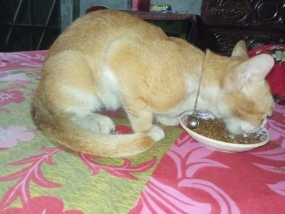 Picture of Loose Cat Food for Adult Cats 500 GM
