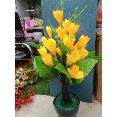 Picture of Bonsai Plant With Matir Tob-18