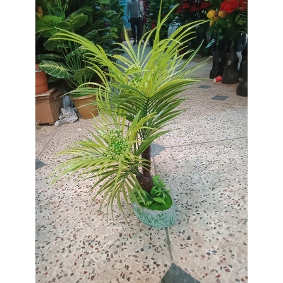 Picture of Bonsai Plant With Matir Tob-3