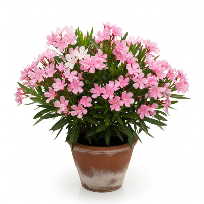 Picture of Karabi (Oleander) Flower Plant – Perfect for Your Garden