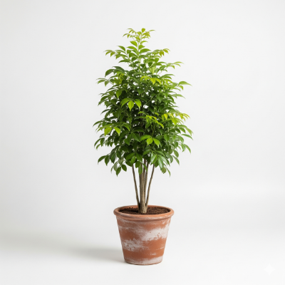 Picture of Chhatim Flower Plant – Buy Online at Affordable Price (Only plant)