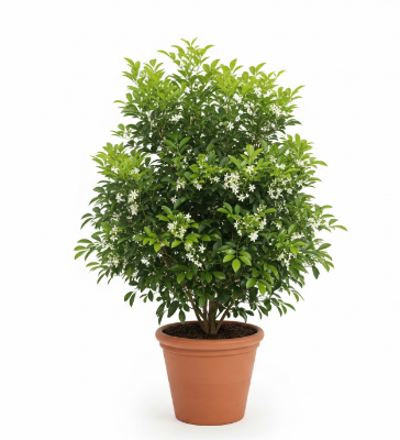 Picture of Ball Kamini Flower Plant – Best Choice for Your Garden