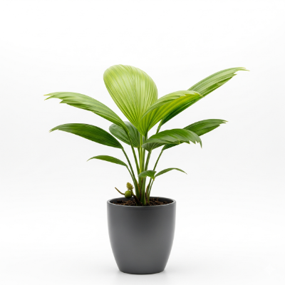 Picture of Palmyra Palm (Tal) Plant – Native Tree for Your Garden