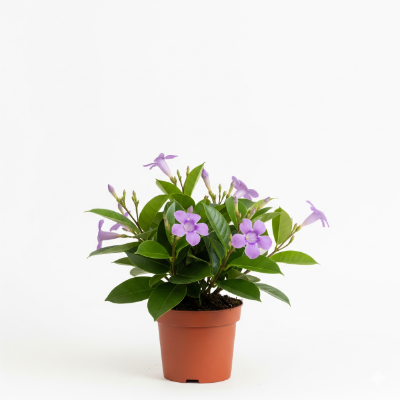 Picture of Rubber Vine Flower Plant – Buy Online in Bangladesh