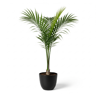 Picture of Royal Palm Tree Sapling – Buy Online in Bangladesh