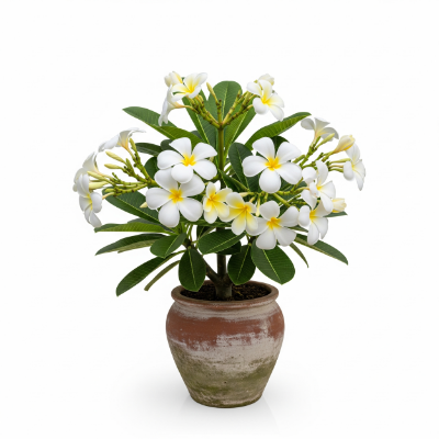 Picture of White Frangipani (Kath Golap) Plant – Buy Online