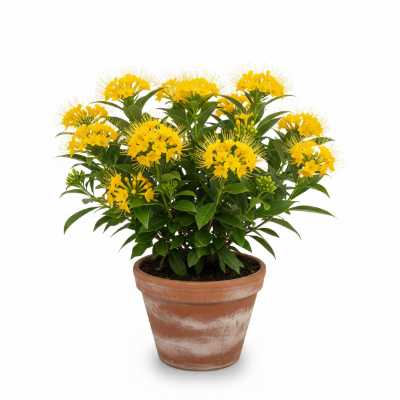 Picture of First Love Flower Plant – Attractive & Fragrant