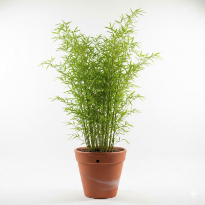 Picture of China Bamboo Plant – Fast Growing & Decorative (Only plant)