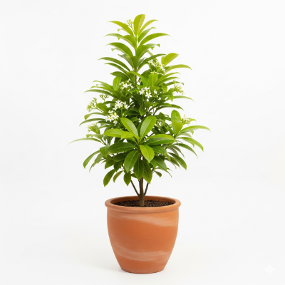 Picture of Bakul Flower Plant – Sweet Scented Garden Delight