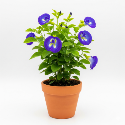 Picture of Blue Aparajita Flower Plant – Buy Online in Bangladesh