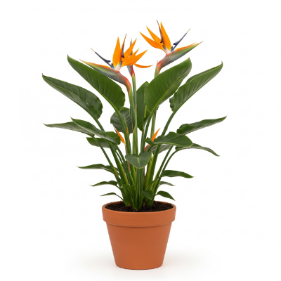 Picture of Bird of Paradise Flower Plant (Strelitzia Reginae)