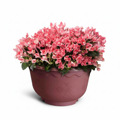 Picture of 9 Inch Round Tub (Ivy Planter) - Perfect for Your Garden