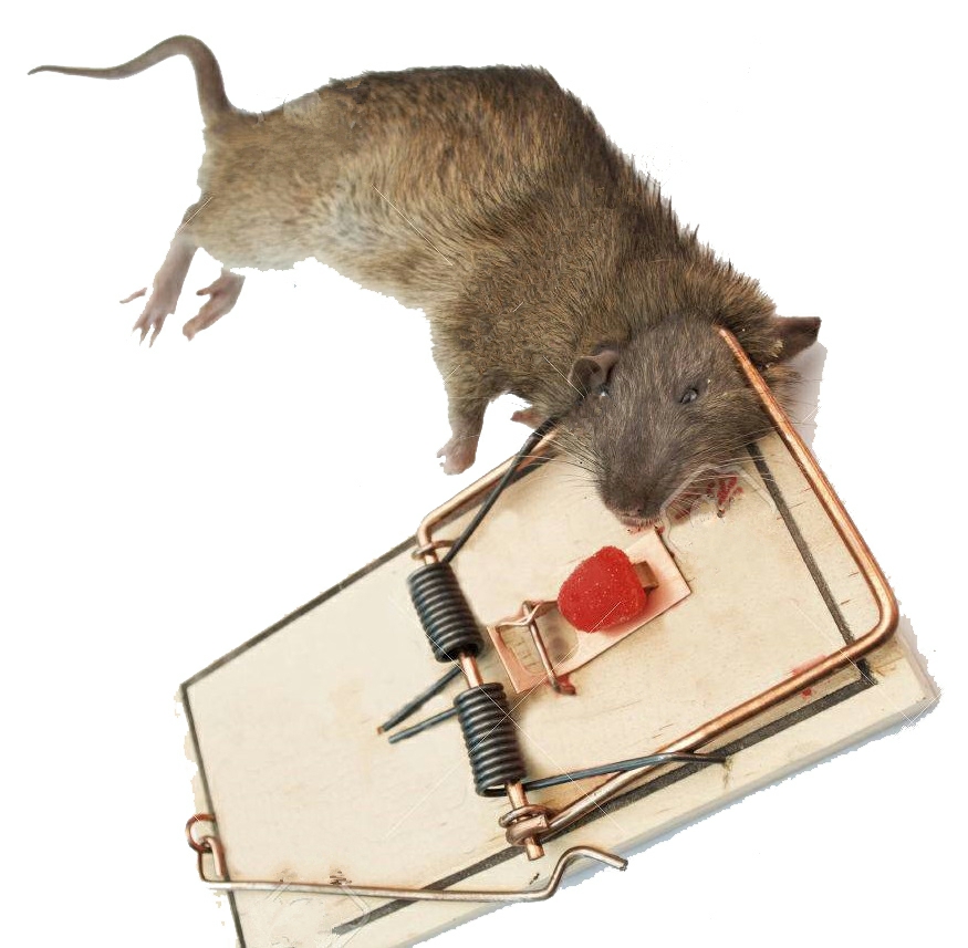 Picture of Explore Trend - Upscaled Quality - Stainless steel reusable rat trap - Innovative Design - To Exprerience Greatness - Low Maintance - Steel