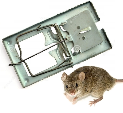 Picture of Explore Trend - Upscaled Quality - Stainless steel reusable rat trap - Innovative Design - To Exprerience Greatness - Low Maintance - Steel