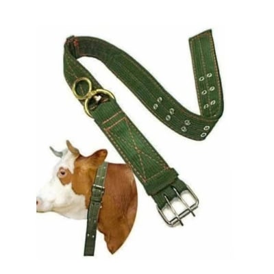 Picture of Cow Collar belt -Per Piece