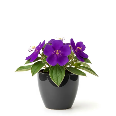 Picture of Tipo China Flower ফুলের চারা - আপনার বাগানের জন্য সেরা পছন্দ | Tipo China Flower Plant
