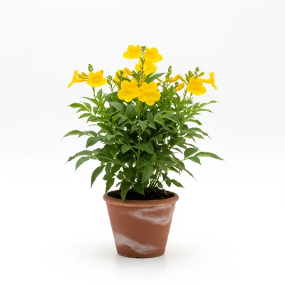 Picture of গৌরীচুরি ফুলের চারা - অনলাইনে কিনুন | Gouri Chouri Flower Plant - Buy Online