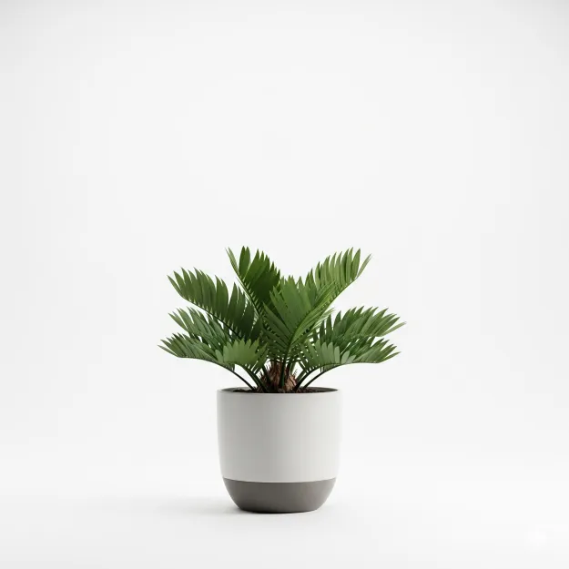 Picture of Zamia Palm Plant - সৌন্দর্য্য ও শান্তির ছোঁয়া আপনার বাগানে