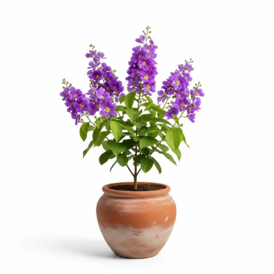 Picture of জারুল ফুলের চারা - Jarul Flower Plant - আকর্ষণীয় শোভাময় বৃক্ষ
