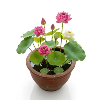Picture of নীল পদ্ম ফুলের চারা - Blue Lotus Plant - সরাসরি আপনার বাগানে!