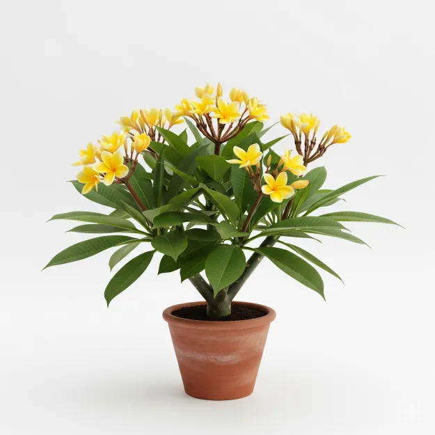 Picture of হলুদ কাঠগোলাপ ফুলের চারা - Yellow Frangipani Plant - অনলাইনে কিনুন