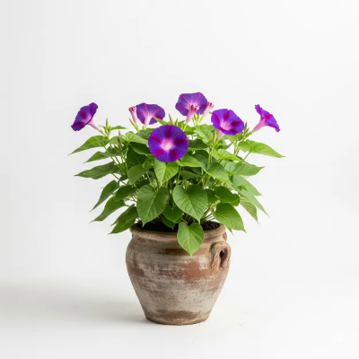 Picture of মর্নিং গ্লোরি ফুলের চারা - Morning Glory Flower Plant | Buy Online in Bangladesh